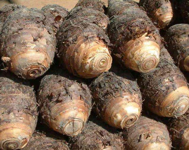 芋頭冷庫建造,芋頭保鮮庫的使用